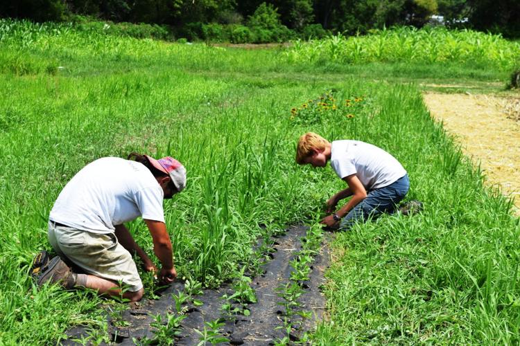 Weeding flower field