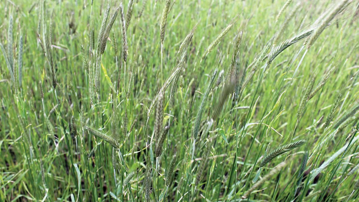 Cereal rye Organic transition pc May 20