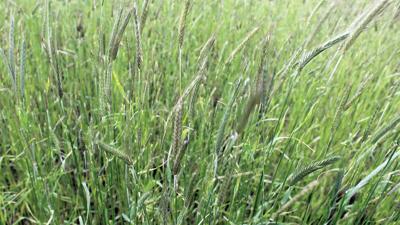 Cereal rye Organic transition pc May 20