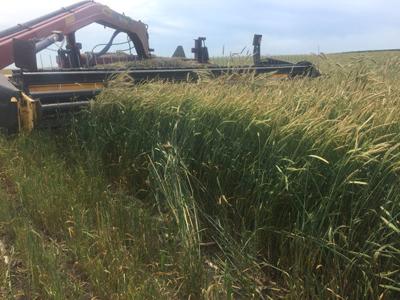 barley harvest