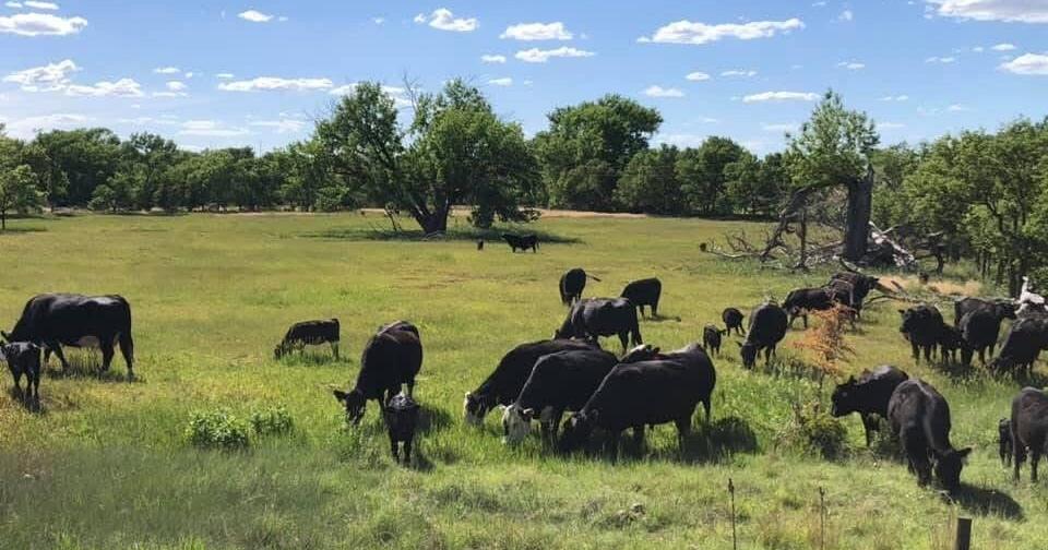 Family, land stewardship priorities at Pochop Farm and Ranch