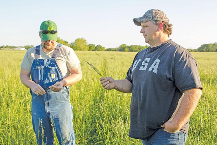 check fescue seed