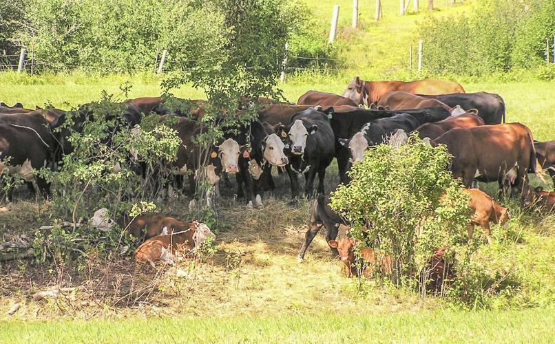 Cattle in field