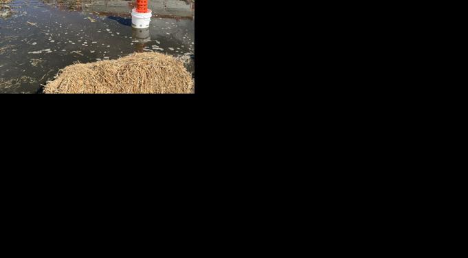 Quick response critical to reducing impacts of manure spills