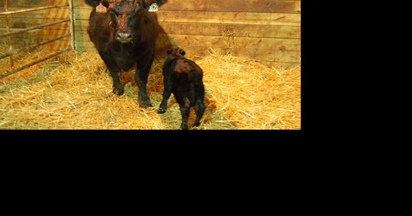 Animal ag innovations answer consumer demands - Vimarsana News