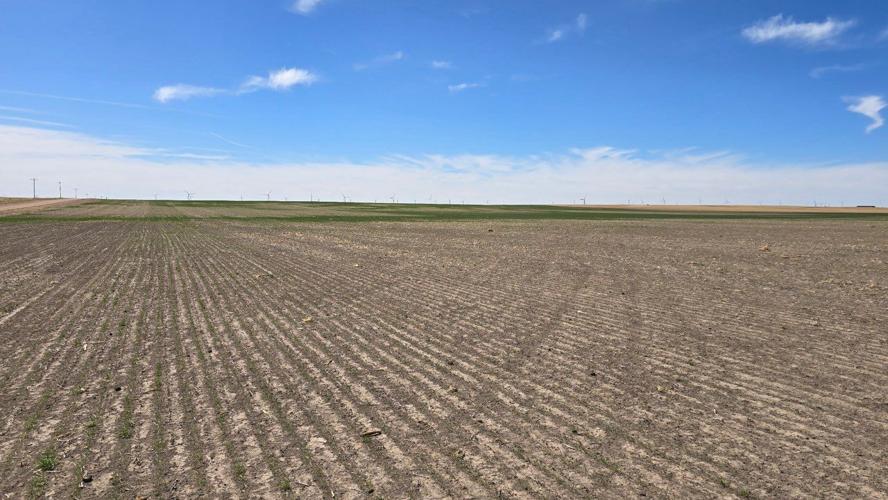 Wheat crop in panhandle 3.jpg