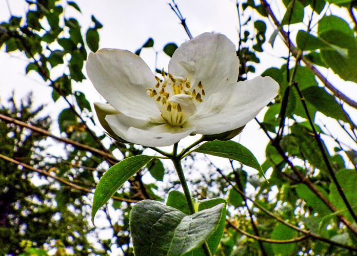 Flower