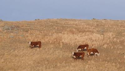 New Bismarck Livestock Sales Barn Opening This Fall Livestock