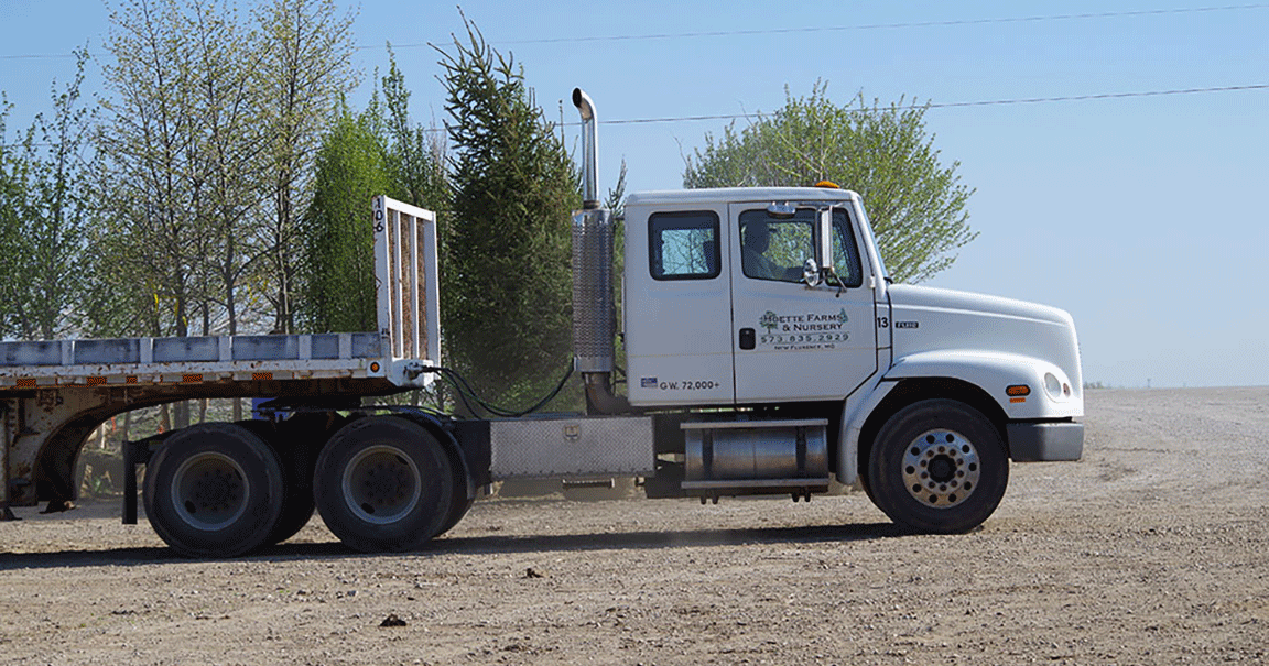 Tree farm springs into hectic season