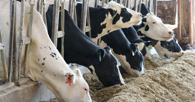 Feed ‘cool’ during hot weather