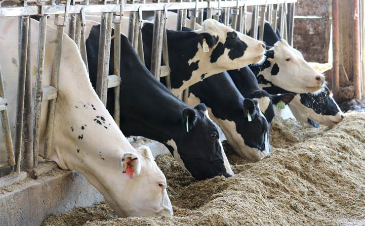 Dairy cows