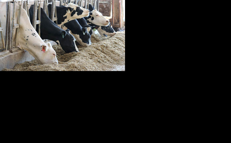 Dairy cows