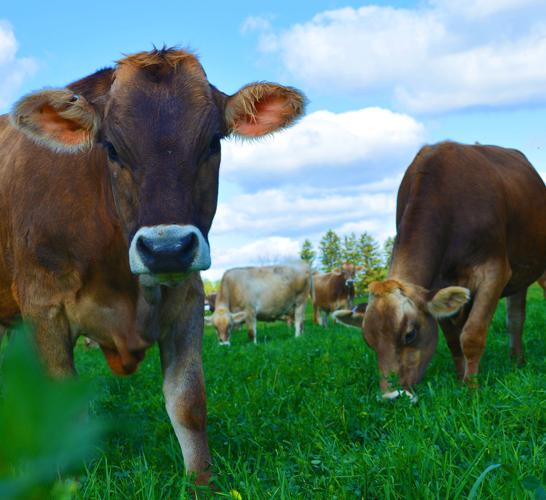 Brown Swiss cow poses for the camera
