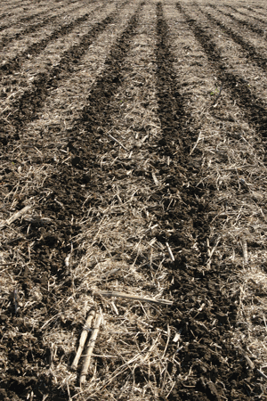 Midwest cash rents forecast to be flat