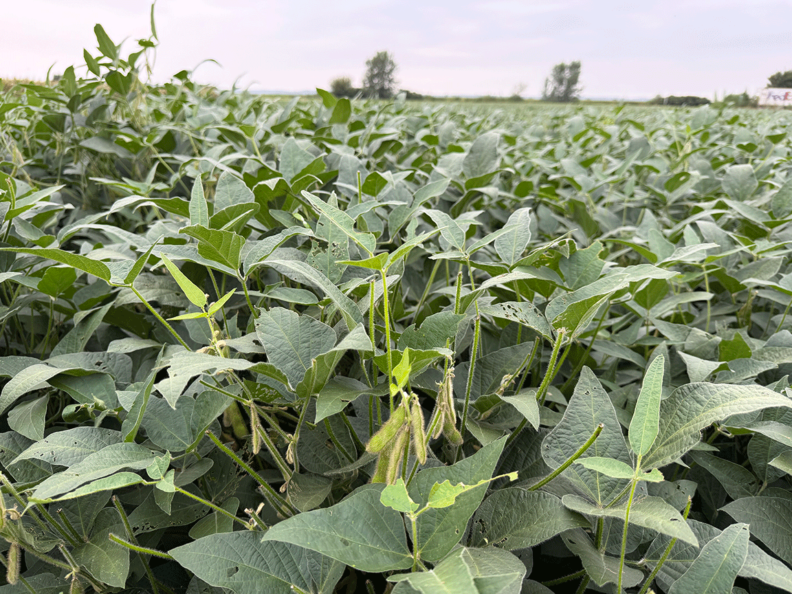 midwest field soybeans