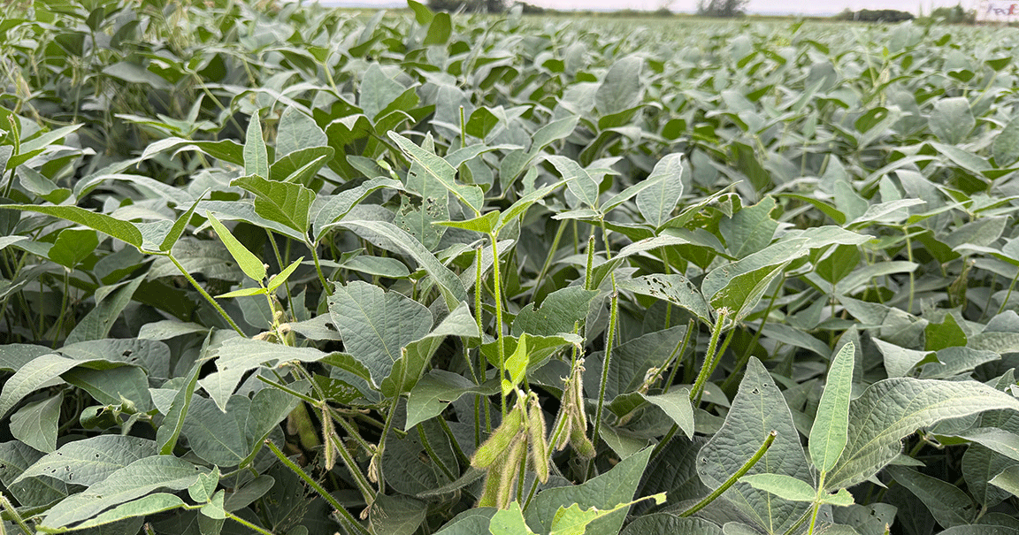 midwest field soybeans