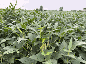 Midwest crops ‘pretty happy’ as harvest arrives