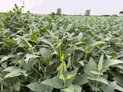 midwest field soybeans