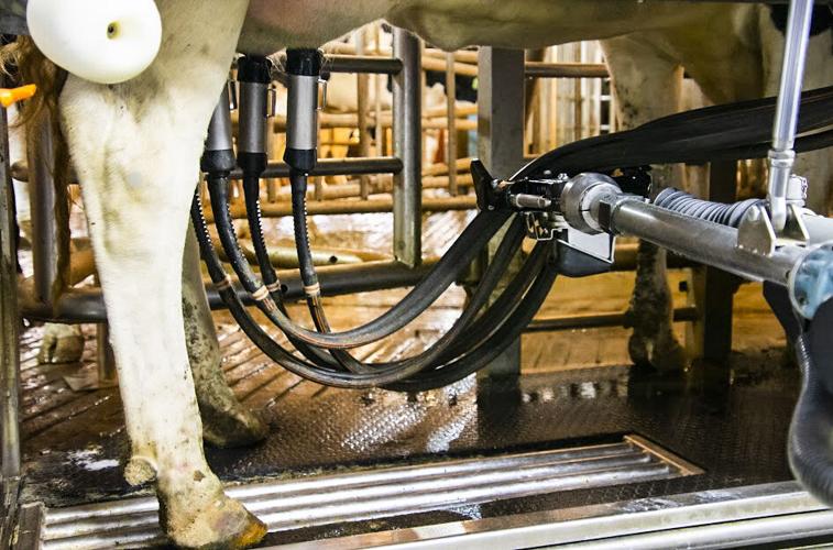 Cow in robotic milker