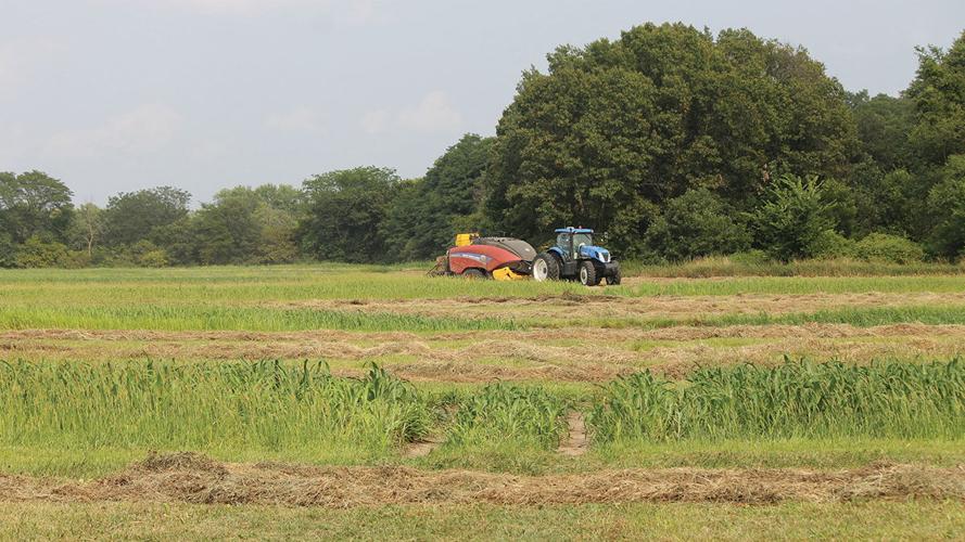 Ron Tombaugh World Hay Expo ribbon winner.