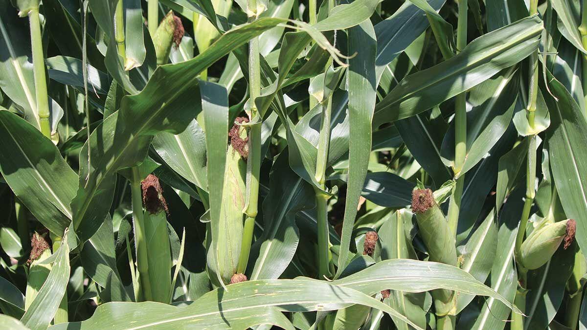 Parts of Illinois see timely rains, good yield potential