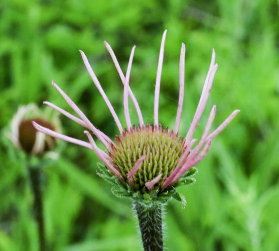 Coneflower