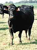 Hybrid Vigor, Angus Genetics Balancing Act 