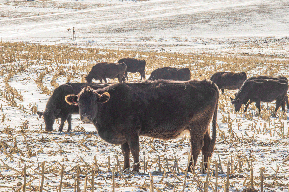 heifers in snowy pasture
