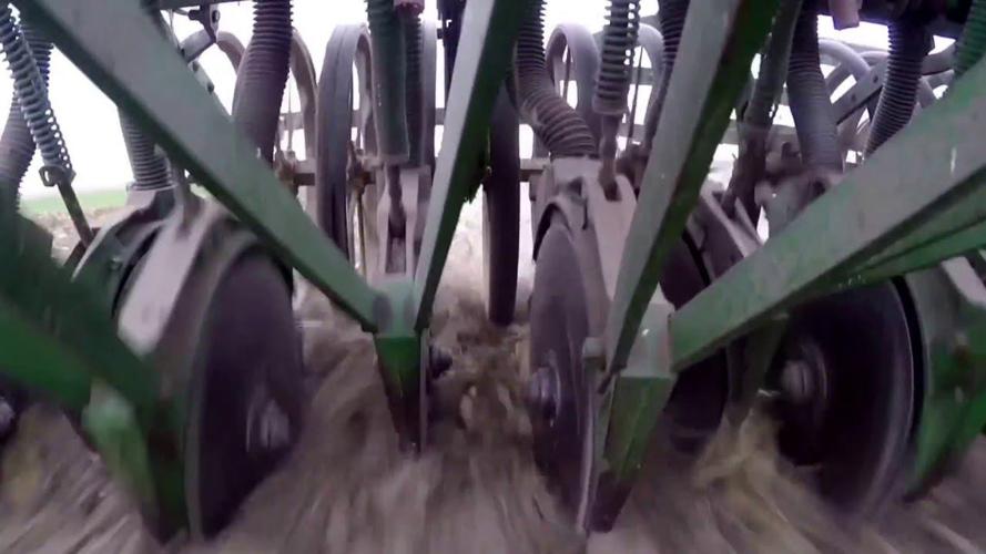 Seeds oats and alfalfa