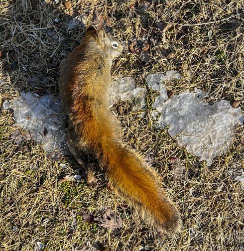 Dead squirrel