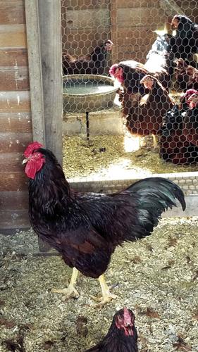Chicken breeds Rhode island reds (2).jpg