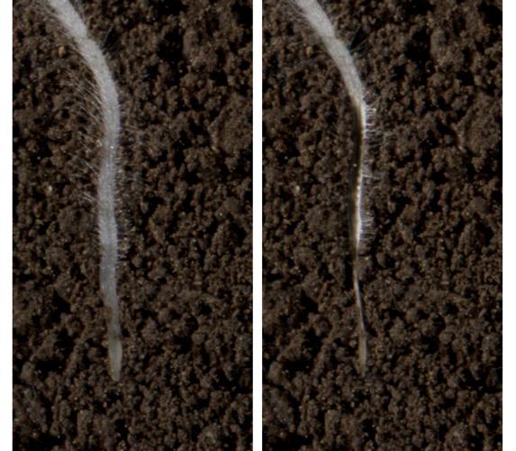Canola roots impacted by fertilizer band