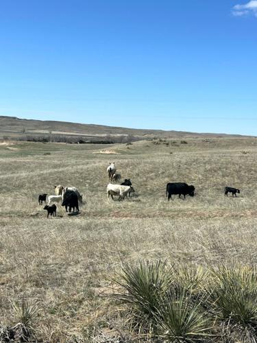 PPR Spickelmier 2.jpg