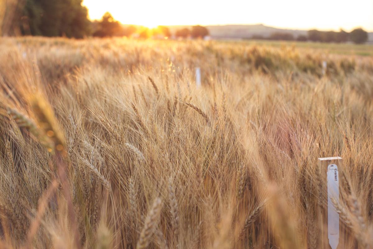 wheat