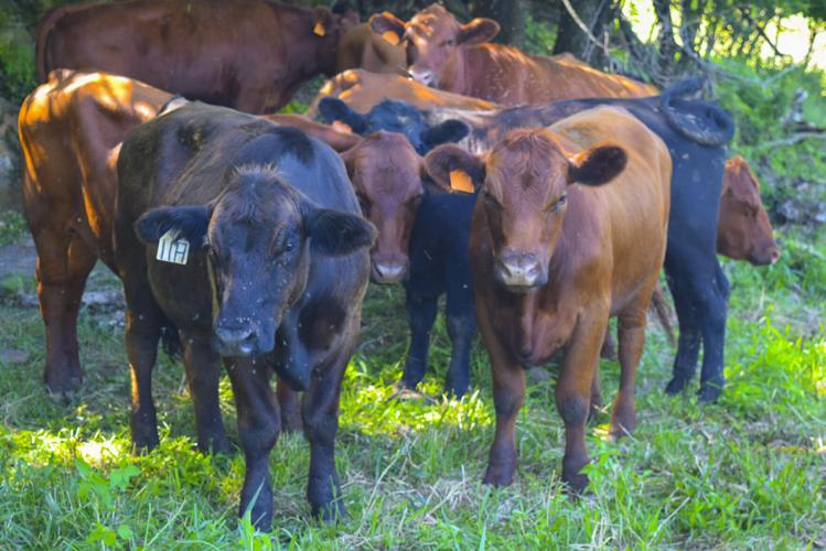 Angus cattle at Grazin' Beef