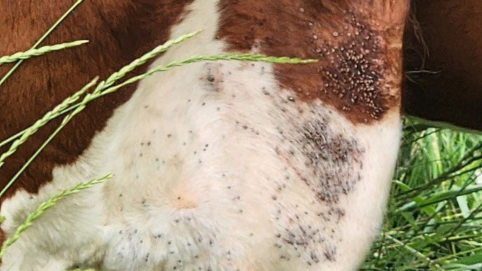 Tick infestation