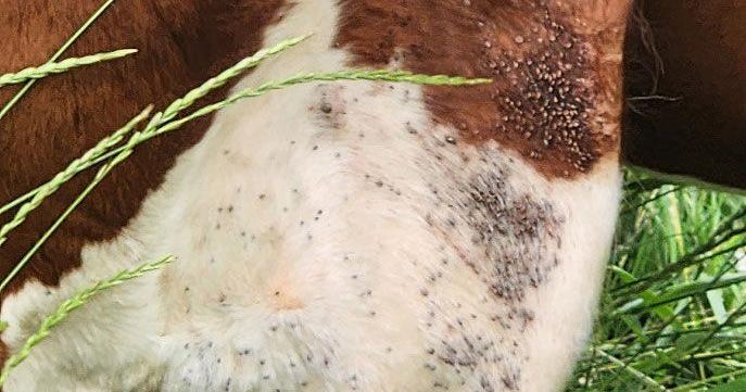 Tick infestation