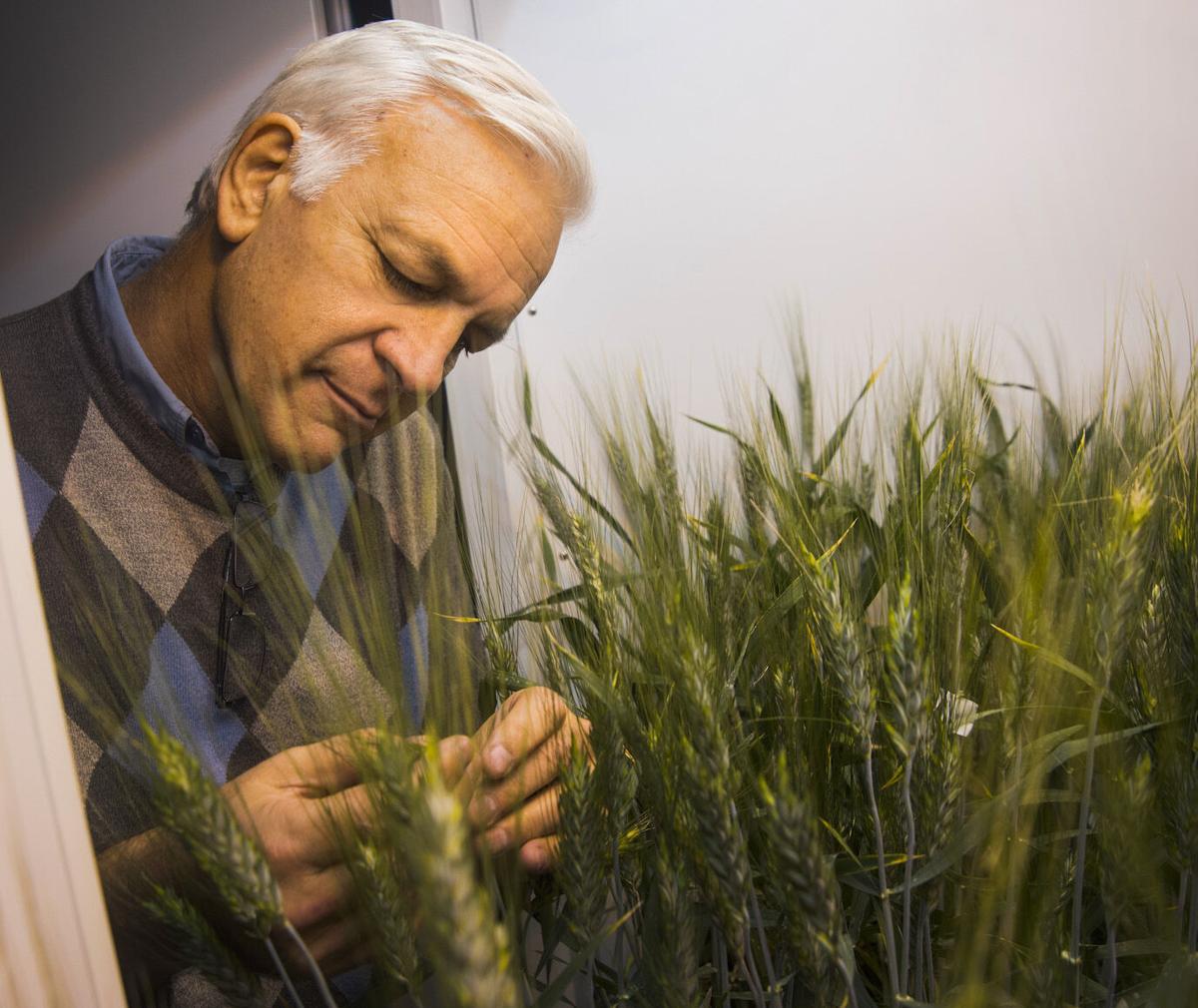 Jorge Dubcovsky examines wheat