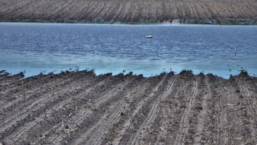 From the Fields: June 6 Wade Bulman