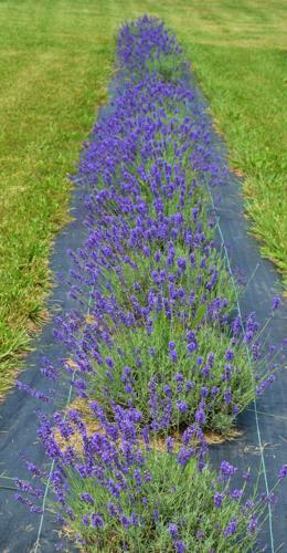 Lavender display garden