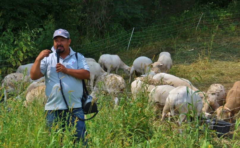 Sheep in field