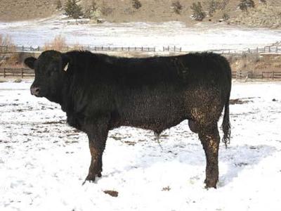 Rancher develops cattle breed with tender, high yielding genetics 