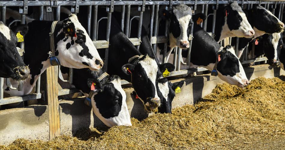 Cows with activity collars