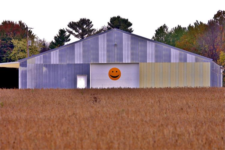 Soybean field