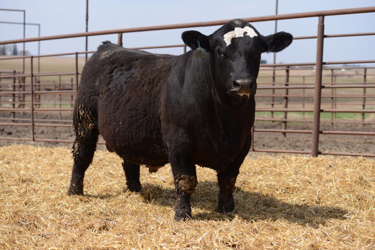 nelson family farms welcomes bull customers in march producer reports agupdate com