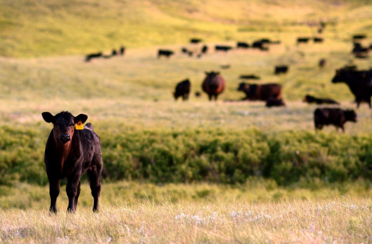 Angus calf