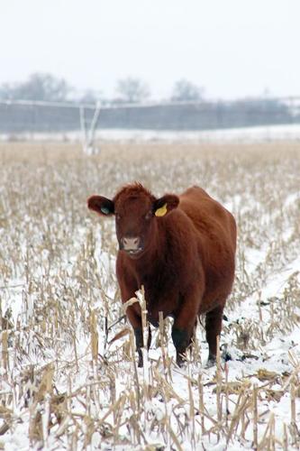 red Angus in stalks