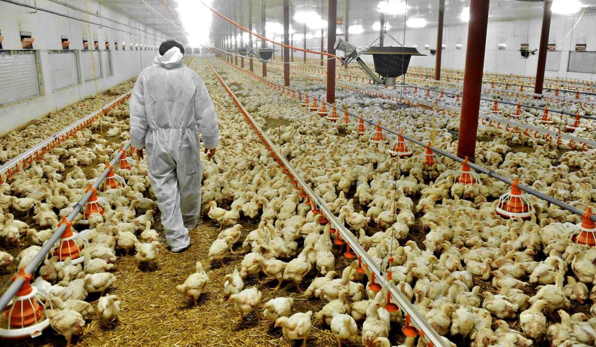 Russia suffers avian-flu outbreak | Business | agupdate.com