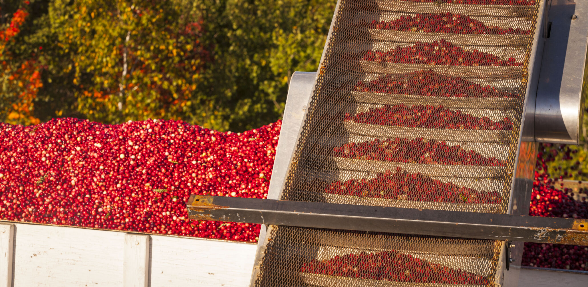 20140926_Cranberry_063.JPG