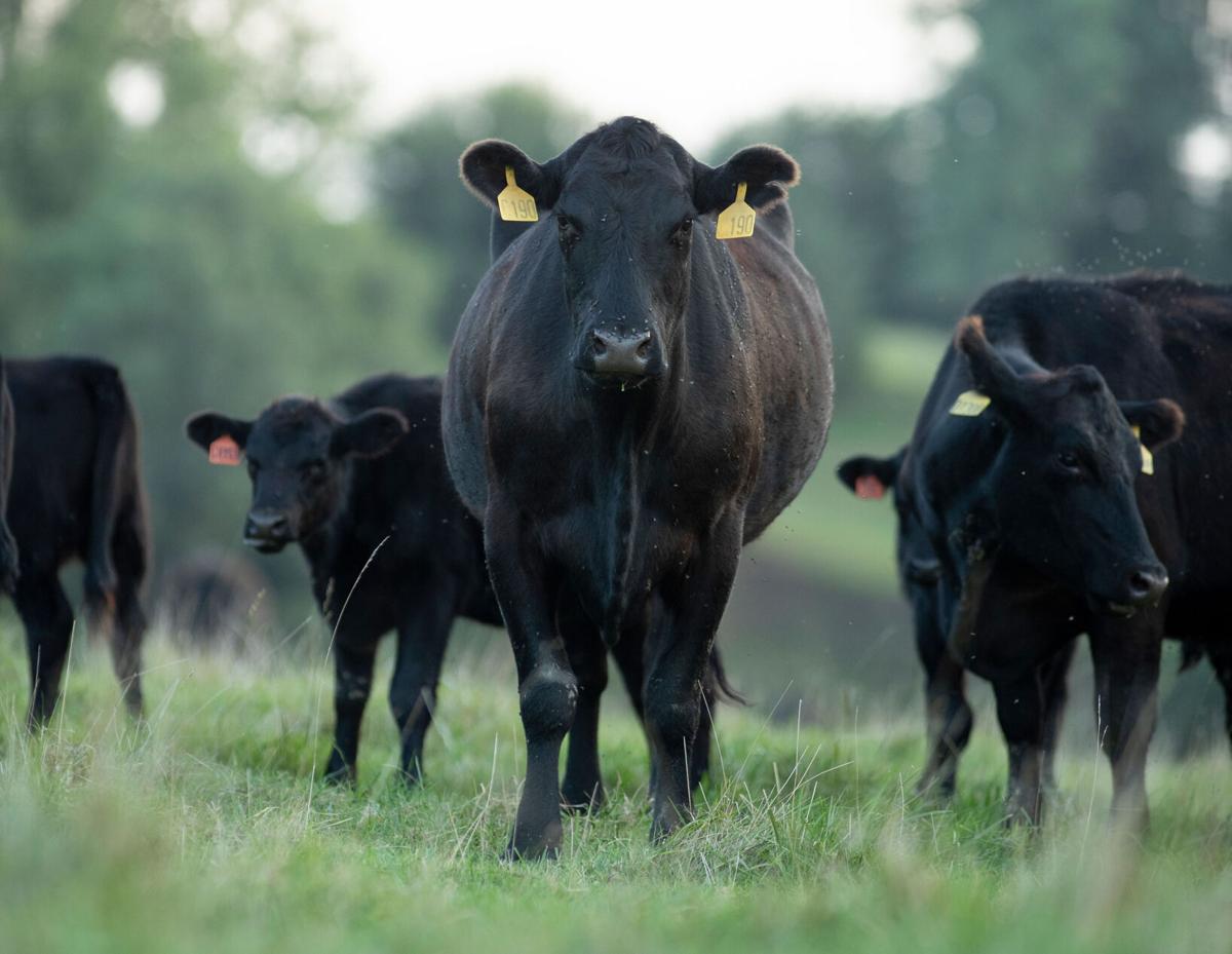 Business of beef